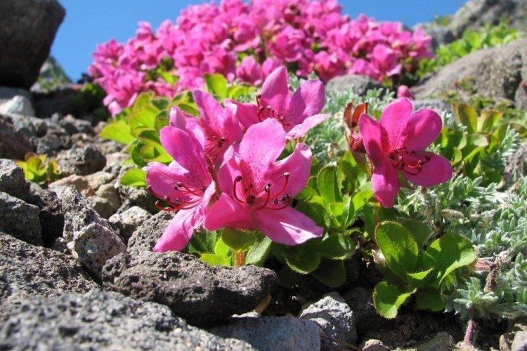 Rhododendron du Kamtchatka - Espèce de Rhododendron