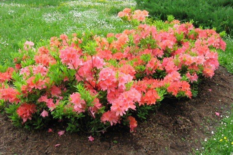 Engrais et alimentation - Soins aux rhododendrons