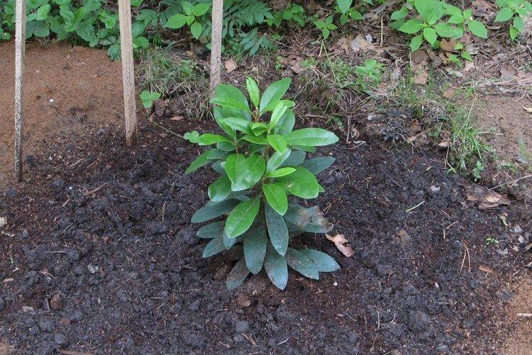 Transplantation et reproduction - Rhododendron Care