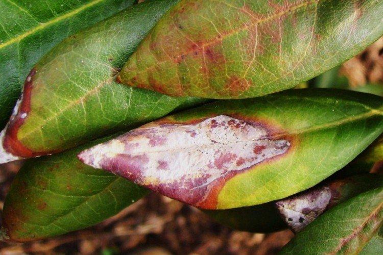 Lutte contre les parasites et les maladies - Rhododendron