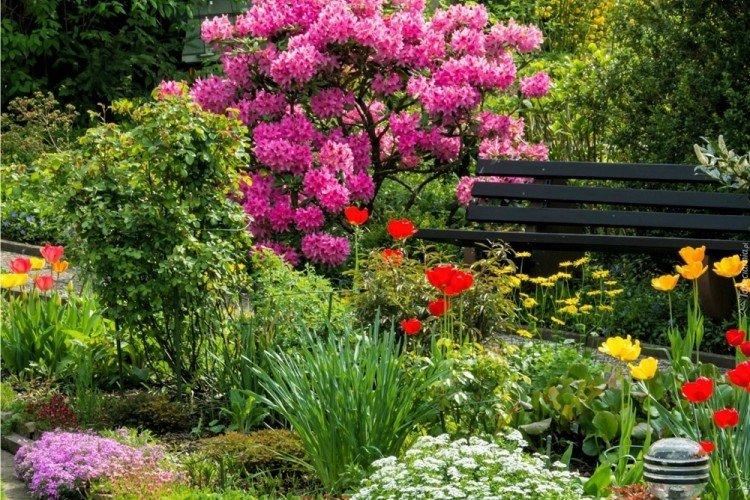 Rhododendron - photo