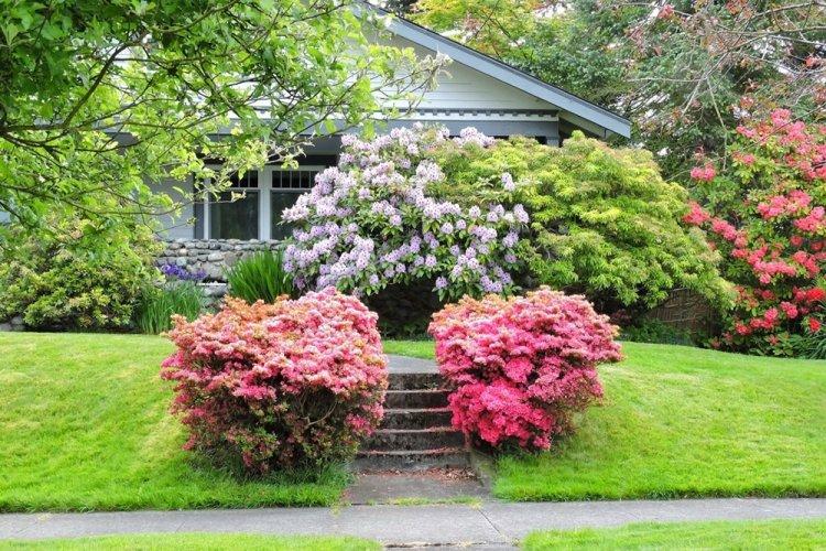 Rhododendron - photo