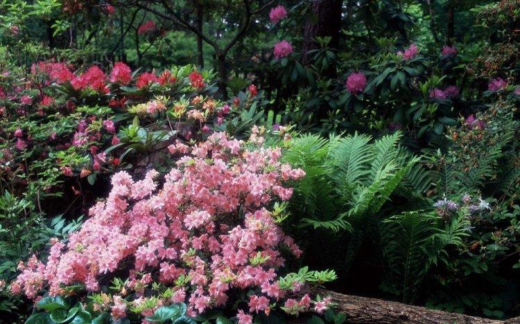 Rhododendron - photo