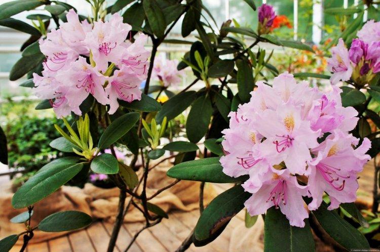 Rhododendron - photo