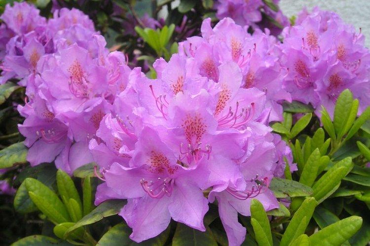 Rhododendron - photo