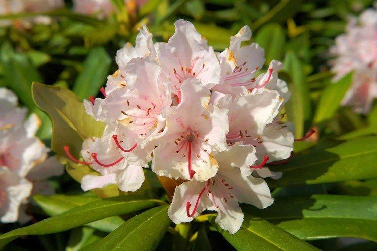 Rhododendron - photo