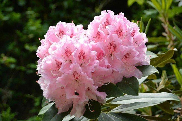 Rhododendron - photo