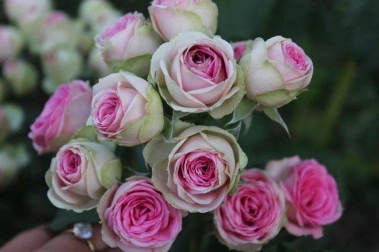Floribunda rose Mimi Eden - les meilleures variétés pour la région de Moscou