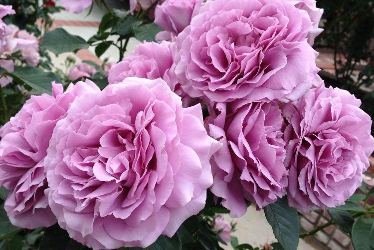 Floribunda rose Love Song - les meilleures variétés pour la région de Moscou