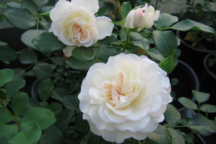 Floribunda rose White Meidiland - les meilleures variétés pour la région de Moscou