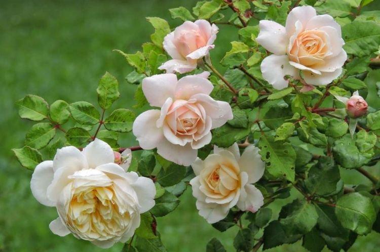 Floribunda Crocus Rose - les meilleures variétés pour la région de Moscou