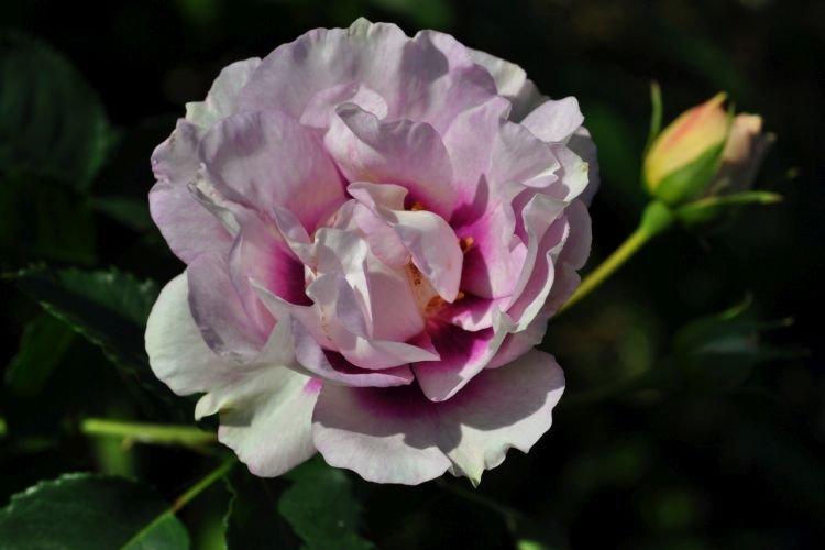 Floribunda rose Eyes for You - les meilleures variétés pour la région de Moscou