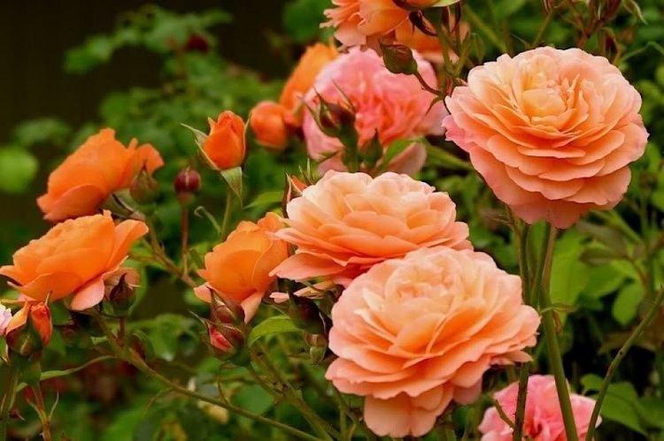 Floribunda rose Lady of Shalott - les meilleures variétés pour la région de Moscou