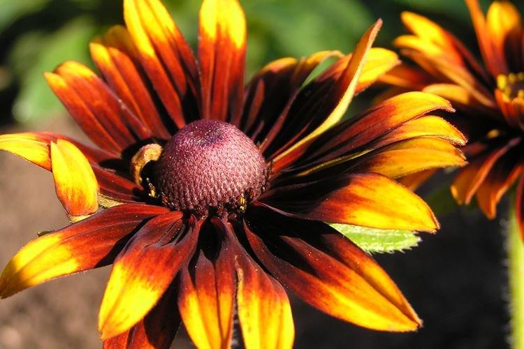 Rudbeckia poilu - Espèces et variétés