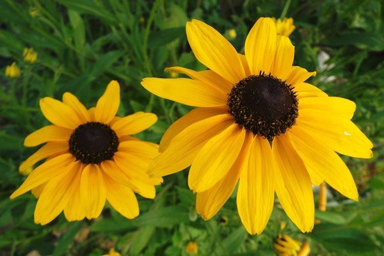 Rudbeckia géante - Espèces et variétés