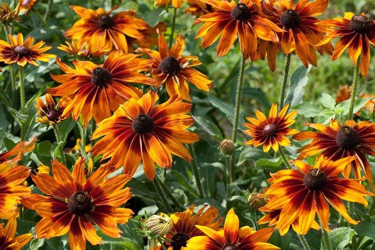 Belle rudbeckia - Types et variétés