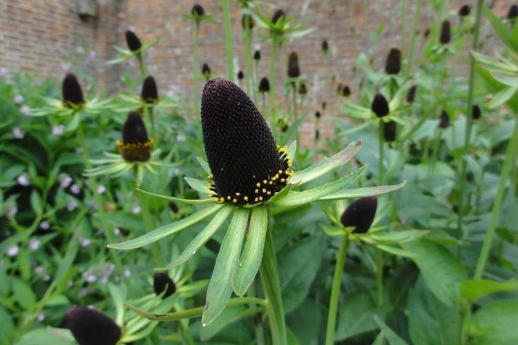Rudbeckia western - Espèces et variétés