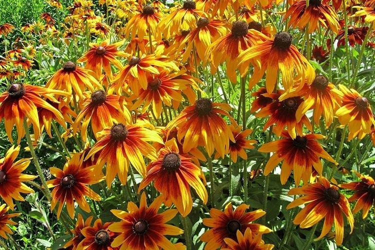 Température et éclairage - Rudbeckia care