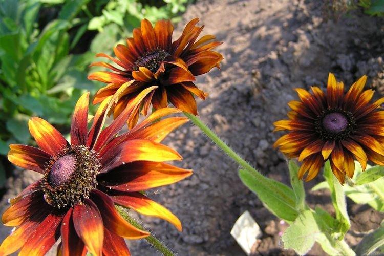 Arrosage - Rudbeckia Care