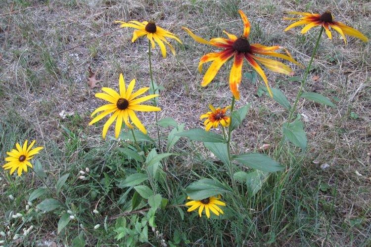 Lutte contre les parasites et les maladies - Rudbeckia
