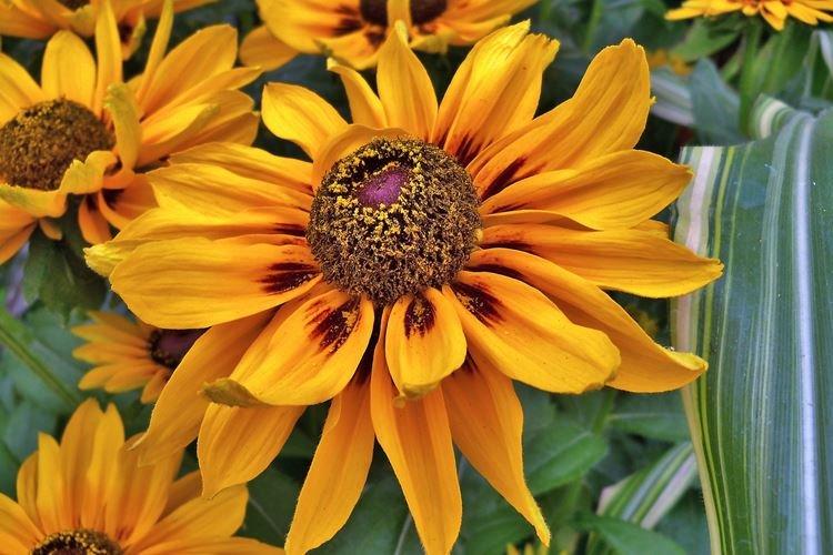 Rudbeckie - photo