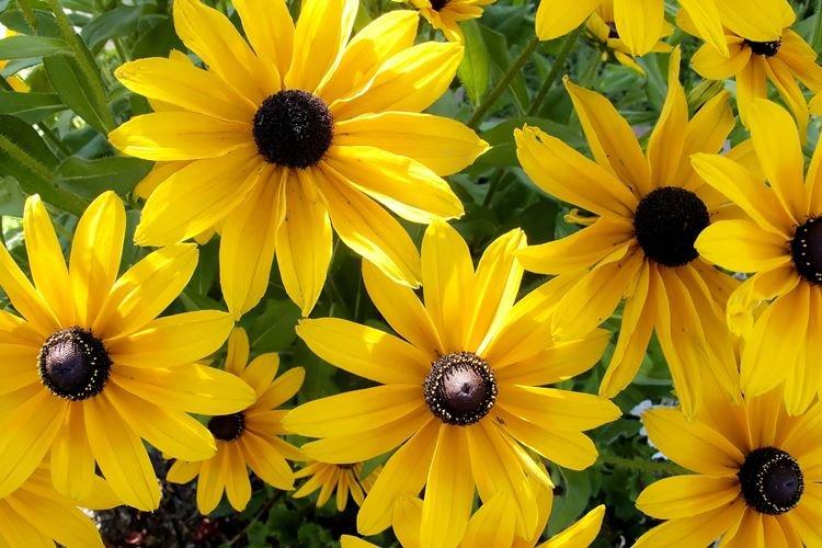 Rudbeckie - photo