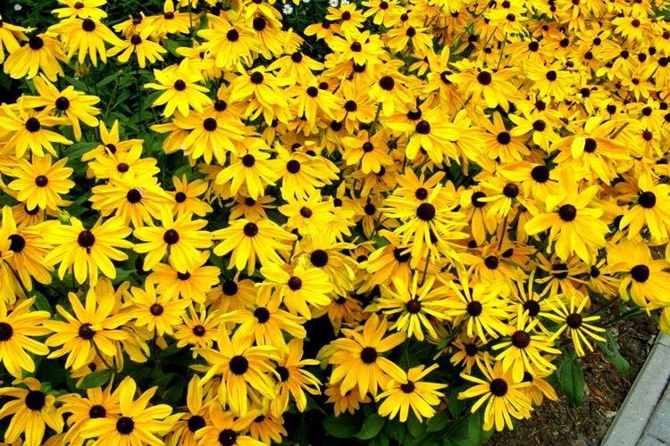Rudbeckie - photo