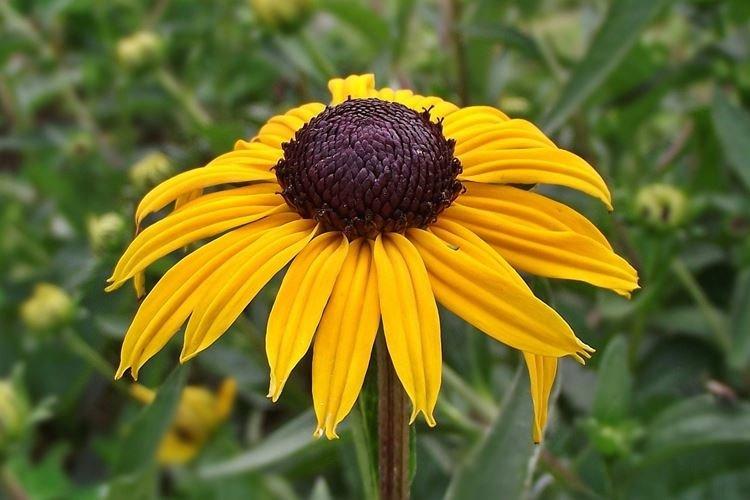 Rudbeckie - photo