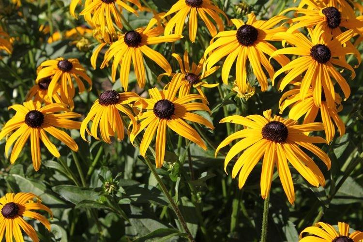 Rudbeckie - photo