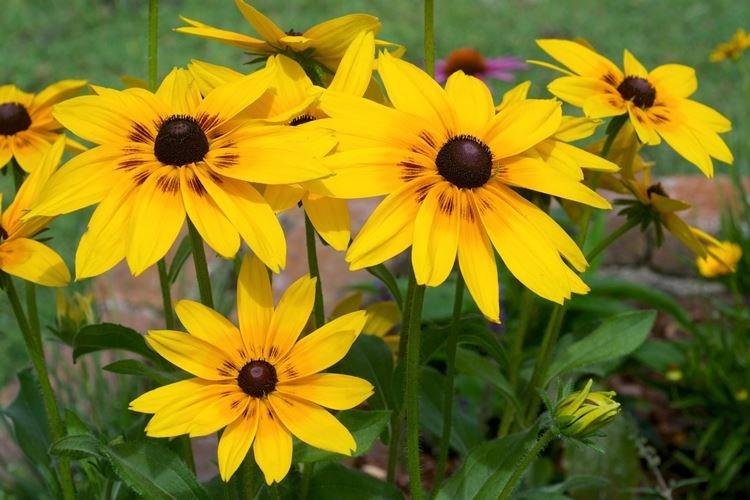 Rudbeckie - photo