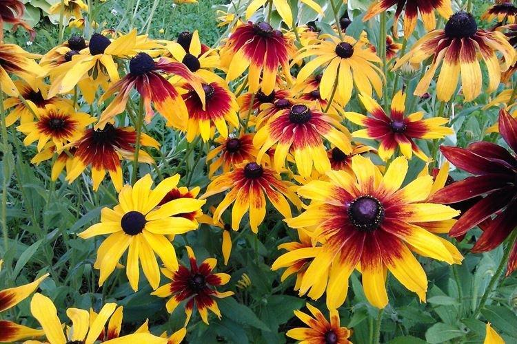 Rudbeckie - photo