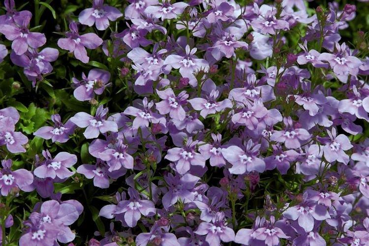 Lobelia - Fleurs de jardin qui fleurissent tout l'été