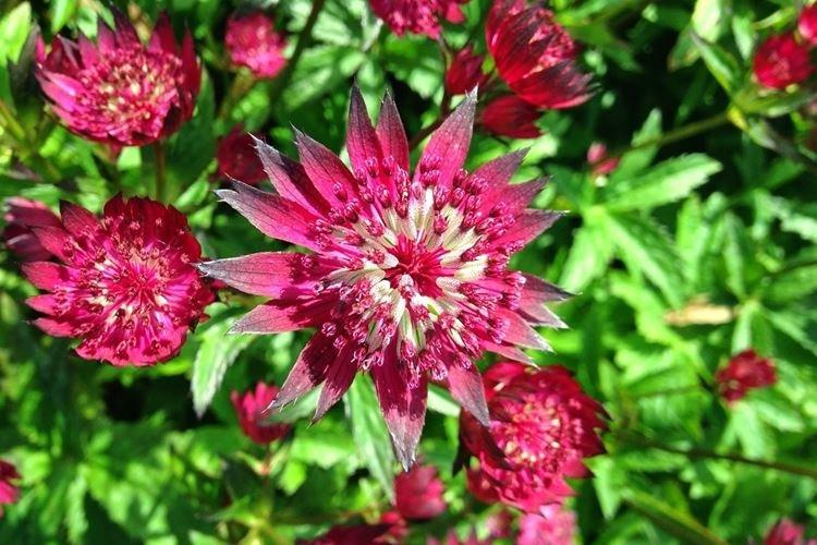 Astrantia - Fleurs de jardin qui fleurissent tout l'été
