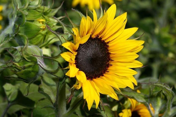 Tournesol - Fleurs de jardin qui fleurissent tout l'été