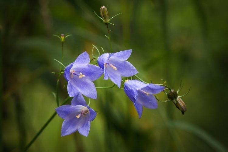 Campanule - Fleurs de jardin qui fleurissent tout l'été