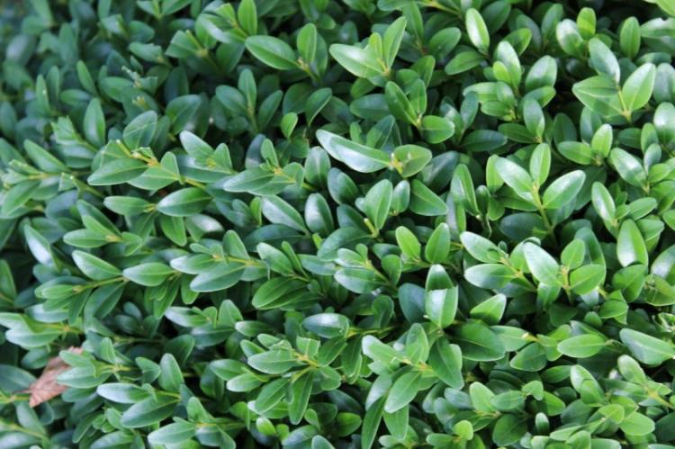 Caractéristiques générales - Buis