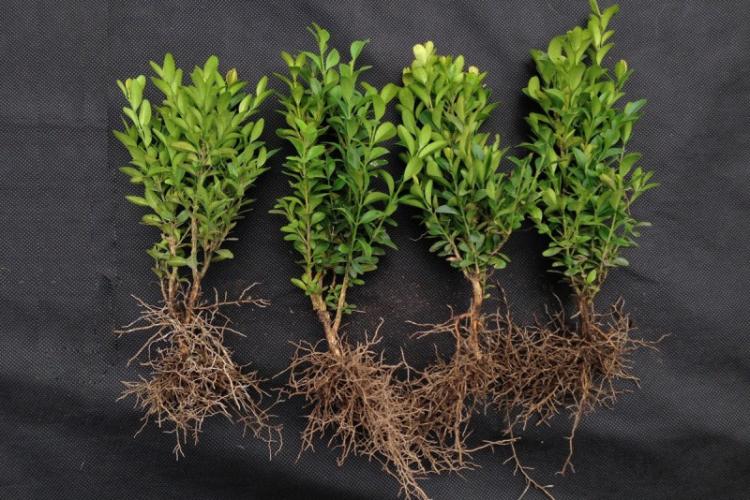 Plantation et élevage de buis