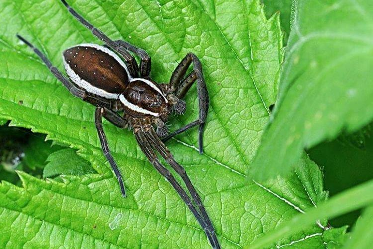 Hunter Spider - Les plus grandes araignées du monde