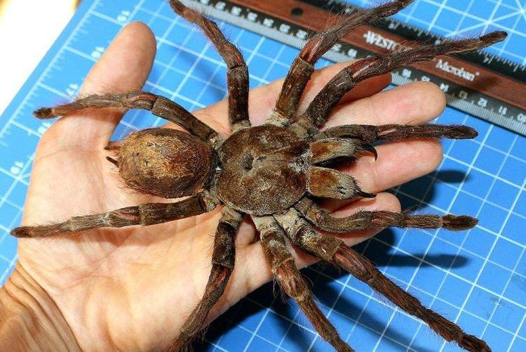 Terafosa Blonda - Les plus grandes araignées du monde