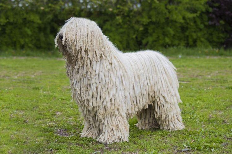 Komondor - Les plus gros chiens du monde