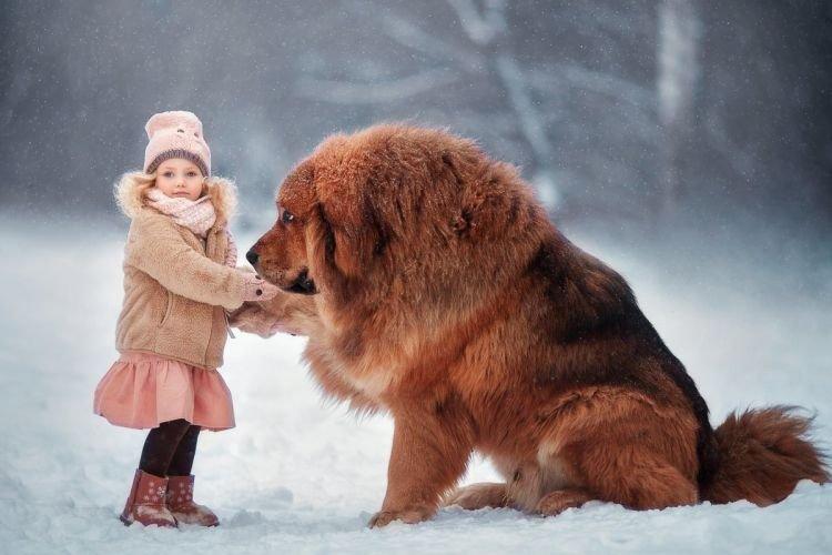 Dogue du Tibet - Les plus gros chiens du monde