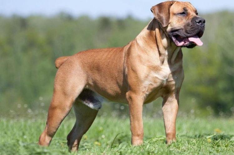 Boerboel - Les plus grands chiens du monde