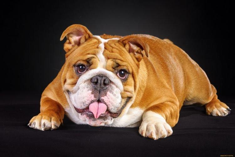 Bulldog anglais - Les races de chiens les plus gentilles