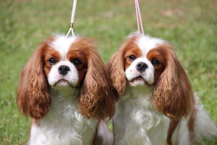 Cavalier King Charles Spaniel - Les races de chiens les plus gentilles