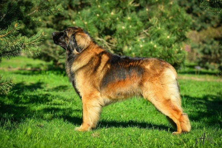 Léonberg - Les races de chiens les plus gentilles