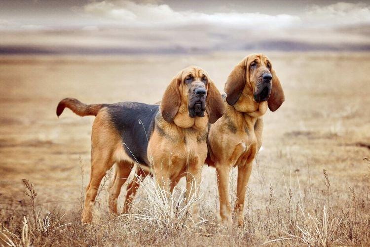 Bloodhound - Les races de chiens les plus gentilles