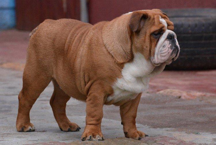 Bulldog anglais - Les races de chiens les plus chères au monde
