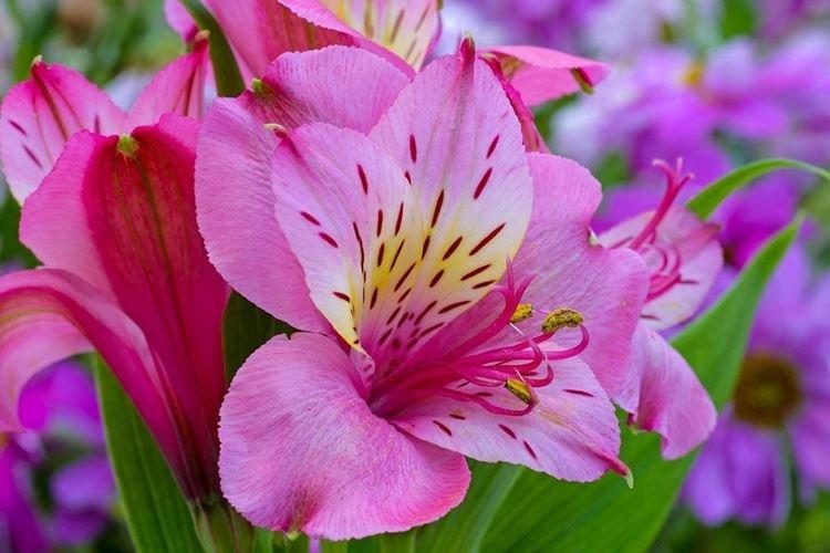 Alstroemeria - Les plus belles fleurs du monde