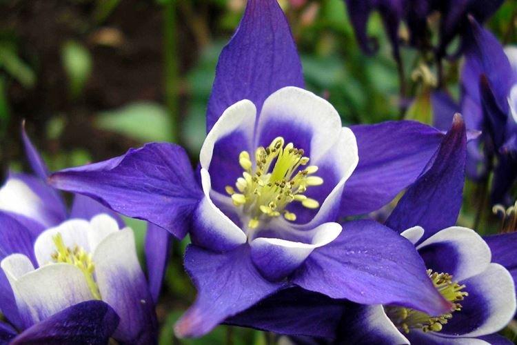 Aquilegia colombienne - Les plus belles fleurs du monde