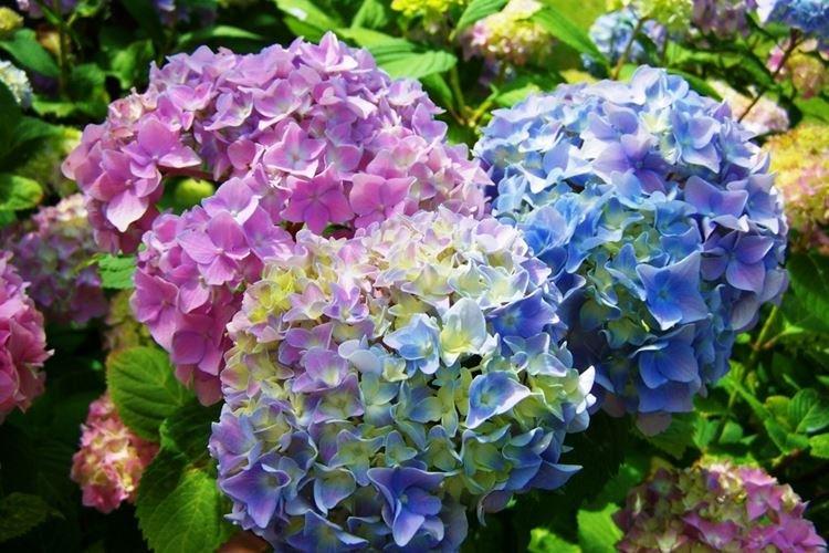 Hortensia - Les plus belles fleurs du monde